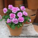 화려함과 귀여움이 어우러진 임파첸스(Impatiens)를 소개할게요. 이미지