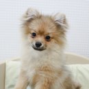 별난동물병원 이미지