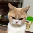 강아지랑고양이 이미지