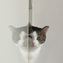 반도맨션 앞 이미지