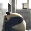 판다곰 이미지