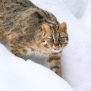 살쾡이