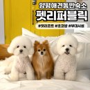 (주)게임리퍼블릭코리아 | [펫리퍼블릭] 양평애견동반숙소 깨끗한 객실부터 다양한 부대시설까지 완벽했던 펫 리조트 추천