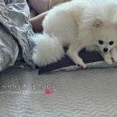 귀엽다멍 이미지