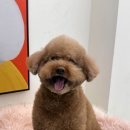 향기펫샵 이미지