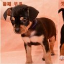 개st하우스 이미지