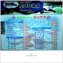 다이버하우스 Daum카페