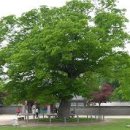 소리나무(주) 이미지