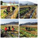 고성곱배