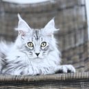 메인독 | 종로메인쿤분양 알아보다 정말 감탄한 후기 오케이독에서 만난 특별함