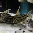 형제슈퍼 이미지