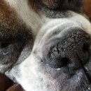 24시 블루밍 동물병원 이미지