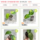 디소이포헤
