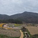 모두두모 | [남해] 두모마을 파라다랑스 유채 개화상황 개인적인 관람 후기