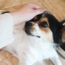 봉골펜션 이미지