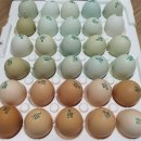 전북계란영농조합 이미지