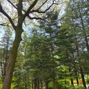 국립축산과학원 동물병원 | 서울 가볼만한곳 무료 추천 아이랑 나들이 장소 추천 홍릉숲 수목원 봄꽃 근황 20260418