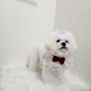 털찐댕댕이 이미지