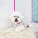 리치펫살롱 이미지