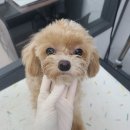 러블리애견미용실 이미지