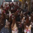 방송양계장 이미지