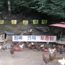 장모토종닭