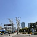 양재 꽃시장 영업시간, 생화/조화/분화 위치, 가격