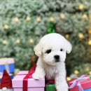 미니퍼피 이미지