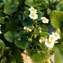 내사랑딸기 이미지