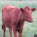 디디모스 이미지