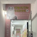 앵두휴게점 | 대전 가볼만한곳, 데이트 장소 및 아이랑 방문하기 좋은 은행동 카페! 캣플코지눅 대전은행점