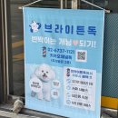 브라이튼독 이미지