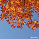 (12/13)크리스마스 미니트리 | 11월 일상 | 2025 광안리 불꽃축제 후기, 신혼밥상, 크리스마스 미니 트리