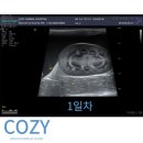 석 동물병원 | 인천 서구 동물병원! 고양이 복막염(FIP), 정말 살릴 수 있을까요?