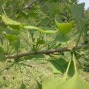 은행나무농장 이미지