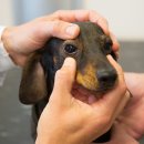 참누리동물병원 이미지