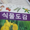 1.식물도감~꽃식물~초본식물~집 주위에 있는 식물~봄에 피는꽃 이미지