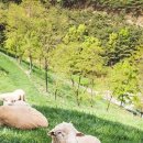 칠곡양떼목장 이미지