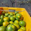 🍏극조생 따고 잔대 산행🍏 이미지