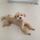 김언니 펫살롱 이미지