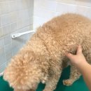 토리애견샵 이미지