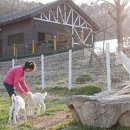 청양알프스산양목장 이미지