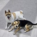 NR-32[금벽로]-하-1 | ♥만수,백수랑 하림펫푸드 투어(더리얼 개슐랭) 후기🐶♥