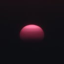 서천 마량리 동백나무 숲 이미지