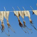 어구물양장 이미지