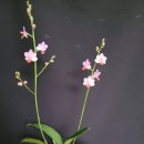 phalaenopsis liu's triprince mk 이미지