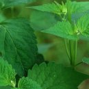 방아풀의 효능 및 부작용 이미지