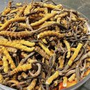 티벳 야생 동충하초 이미지