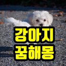 강아지꿈 이미지