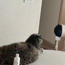 봄이오냥 이미지